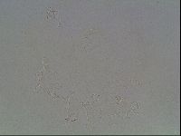 Echiniscus horningi image