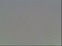 Echiniscus horningi image