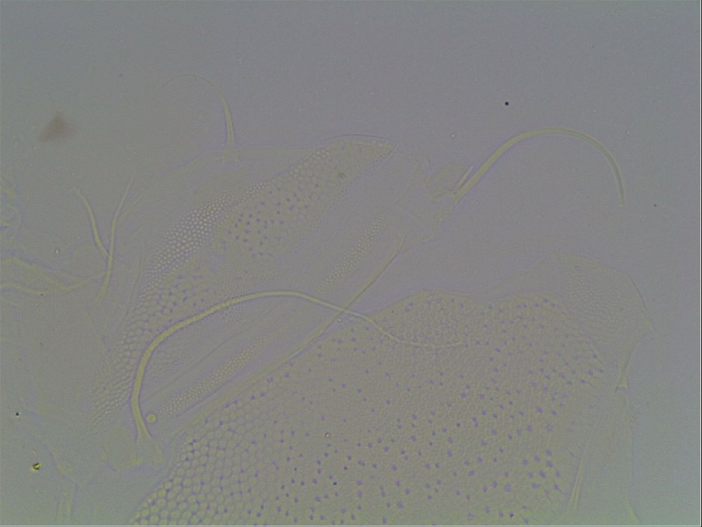 Echiniscus horningi image