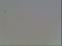 Echiniscus horningi image
