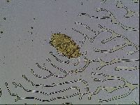 Echiniscus knowltoni image