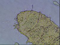 Echiniscus knowltoni image