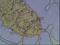 Echiniscus knowltoni image