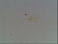 Echiniscus knowltoni image