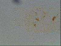 Echiniscus knowltoni image