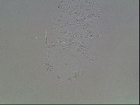 Echiniscus knowltoni image