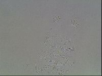 Echiniscus knowltoni image