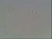 Echiniscus knowltoni image
