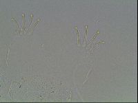 Echiniscus knowltoni image