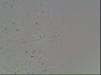 Echiniscus knowltoni image