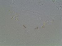 Echiniscus knowltoni image