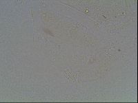 Echiniscus knowltoni image