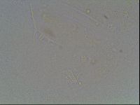 Echiniscus knowltoni image