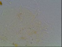 Echiniscus knowltoni image