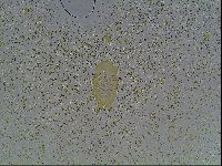 Echiniscus knowltoni image