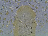Echiniscus knowltoni image