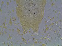 Echiniscus knowltoni image