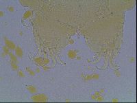 Echiniscus knowltoni image