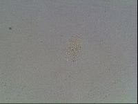 Echiniscus knowltoni image