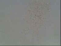 Echiniscus knowltoni image