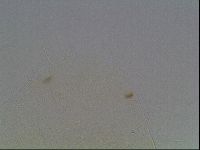 Echiniscus knowltoni image