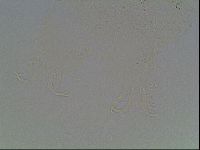 Echiniscus knowltoni image
