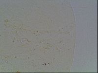 Echiniscus knowltoni image
