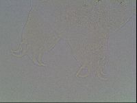 Echiniscus knowltoni image