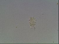 Echiniscus knowltoni image