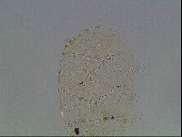 Echiniscus knowltoni image