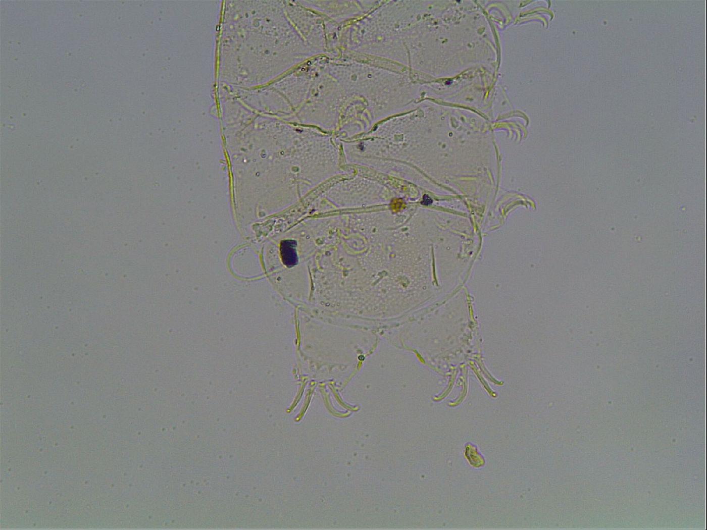 Echiniscus knowltoni image