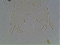 Echiniscus knowltoni image