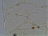 Echiniscus knowltoni image