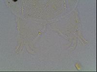 Echiniscus knowltoni image