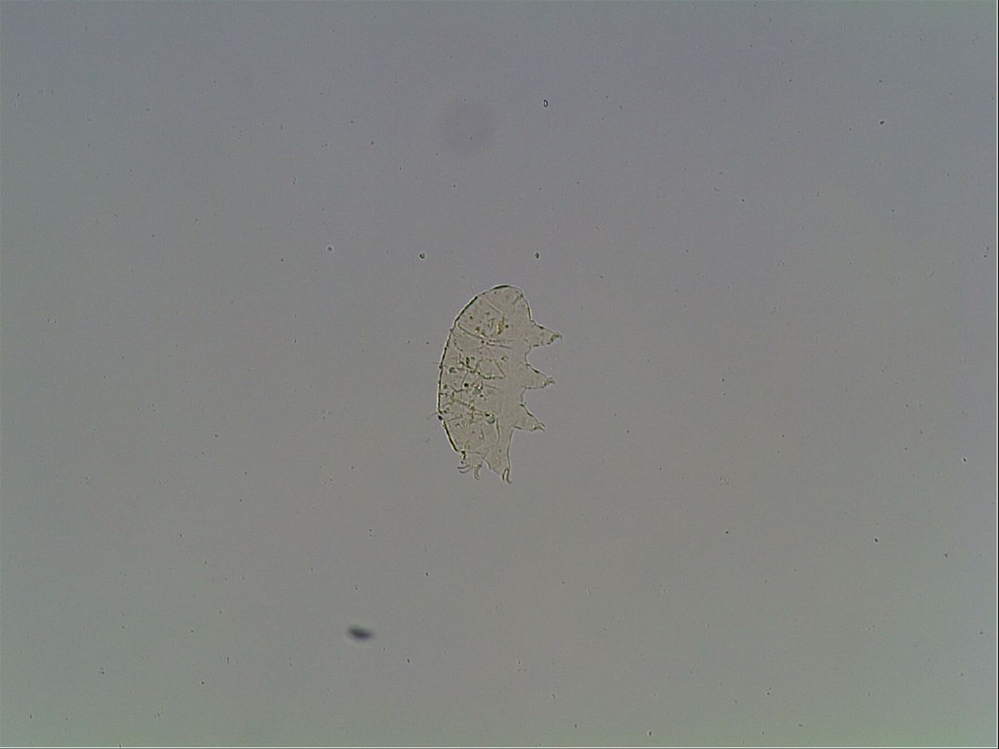 Echiniscus knowltoni image
