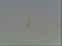 Echiniscus knowltoni image