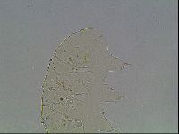 Echiniscus knowltoni image
