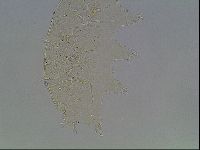 Echiniscus knowltoni image