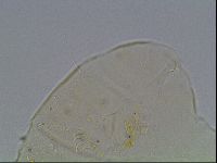 Echiniscus knowltoni image