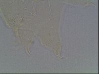 Echiniscus knowltoni image