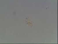 Echiniscus knowltoni image