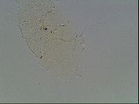 Echiniscus knowltoni image