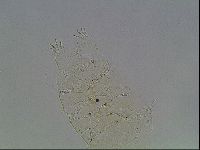 Echiniscus knowltoni image
