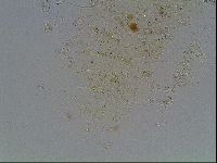 Echiniscus knowltoni image