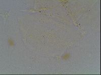 Echiniscus knowltoni image