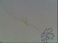 Echiniscus knowltoni image