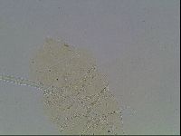 Echiniscus knowltoni image