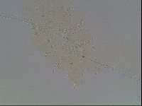Echiniscus knowltoni image