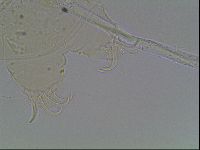 Echiniscus knowltoni image
