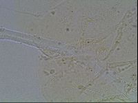 Echiniscus knowltoni image